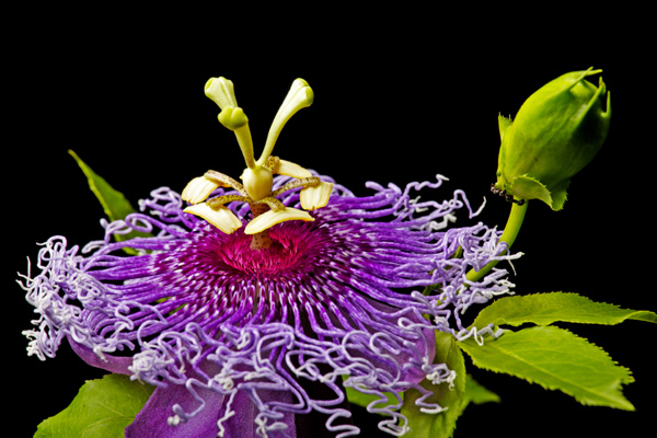 Passionflower