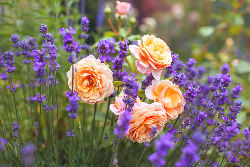 Lavender and rose flowers in the garden