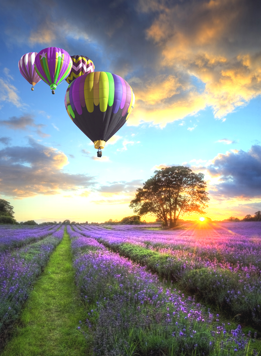 Hot air balloons over a lavender field
